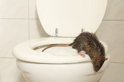 Eliminate Odors from Rats!