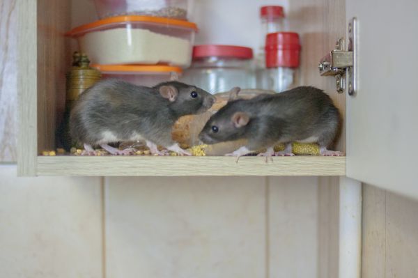 Mice And Rat Control Service