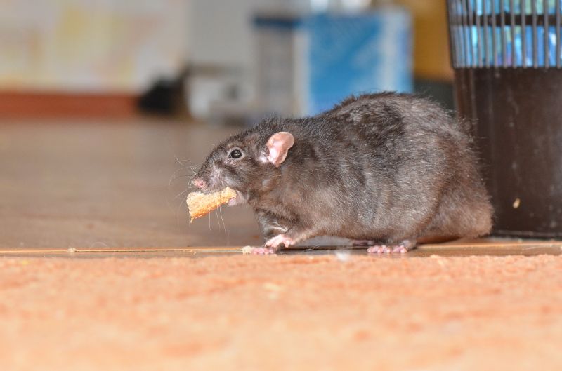 Rat Cleanup Service