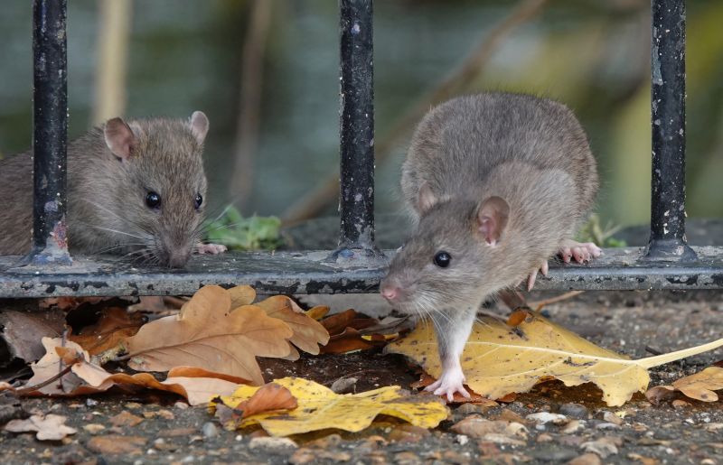 Rat Cleanup Service