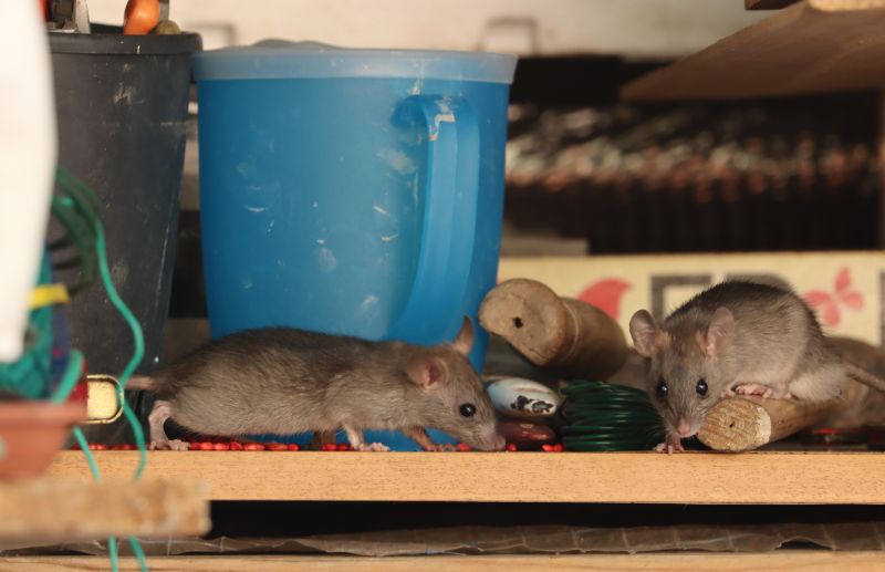 Rat Cleanup Service