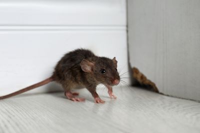 Rat Cleanup Service