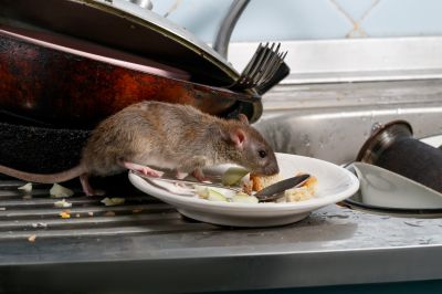 Create a Sanitary Environment That is Rat Free!