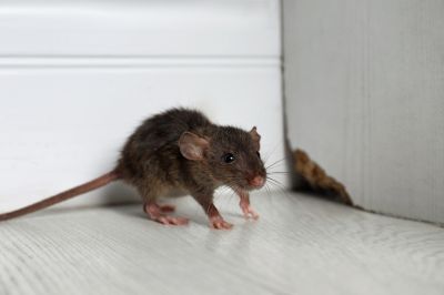 Restore Property Damage from Rats!